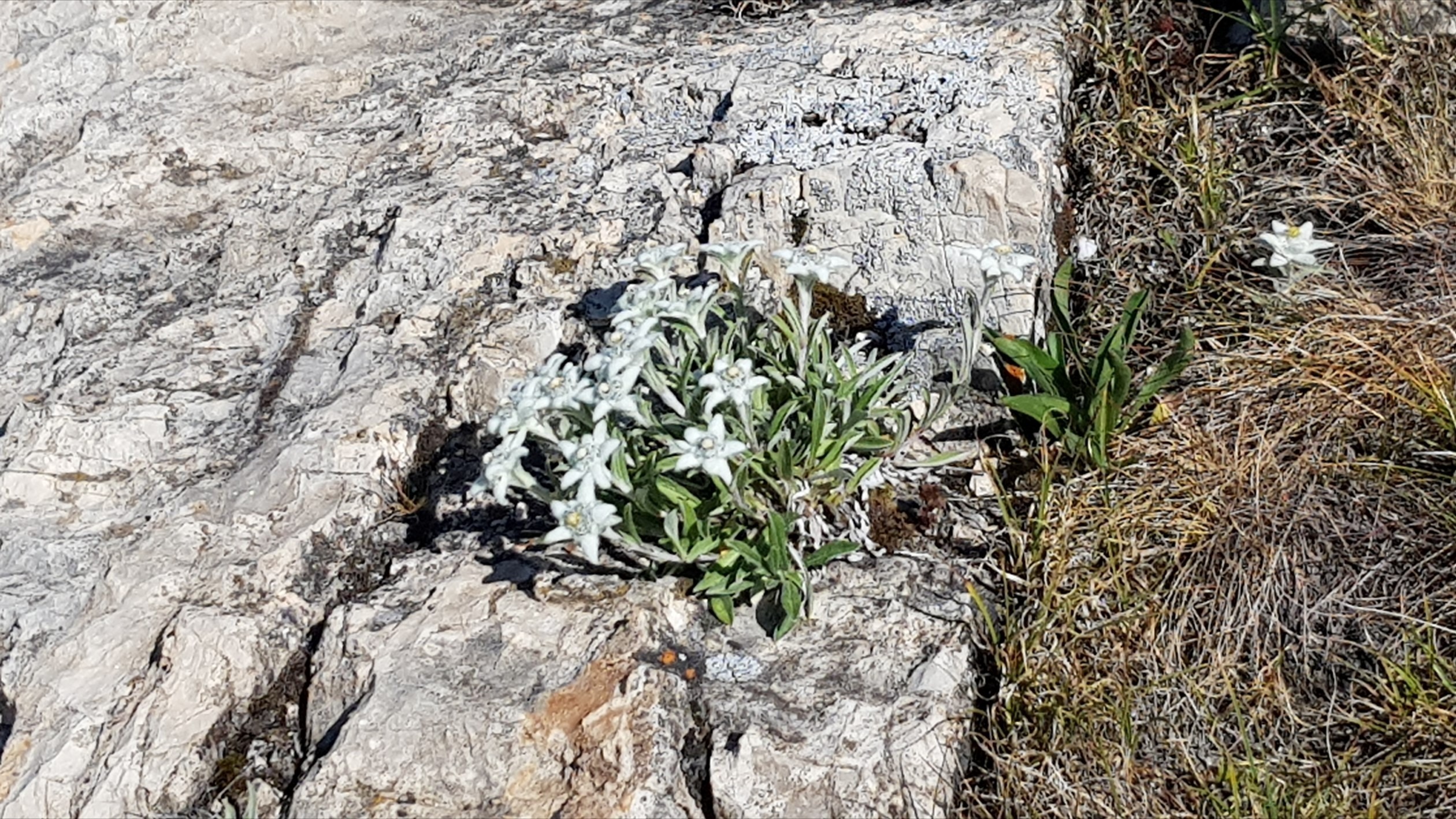 Engadine, Val Fex, Edelweiss